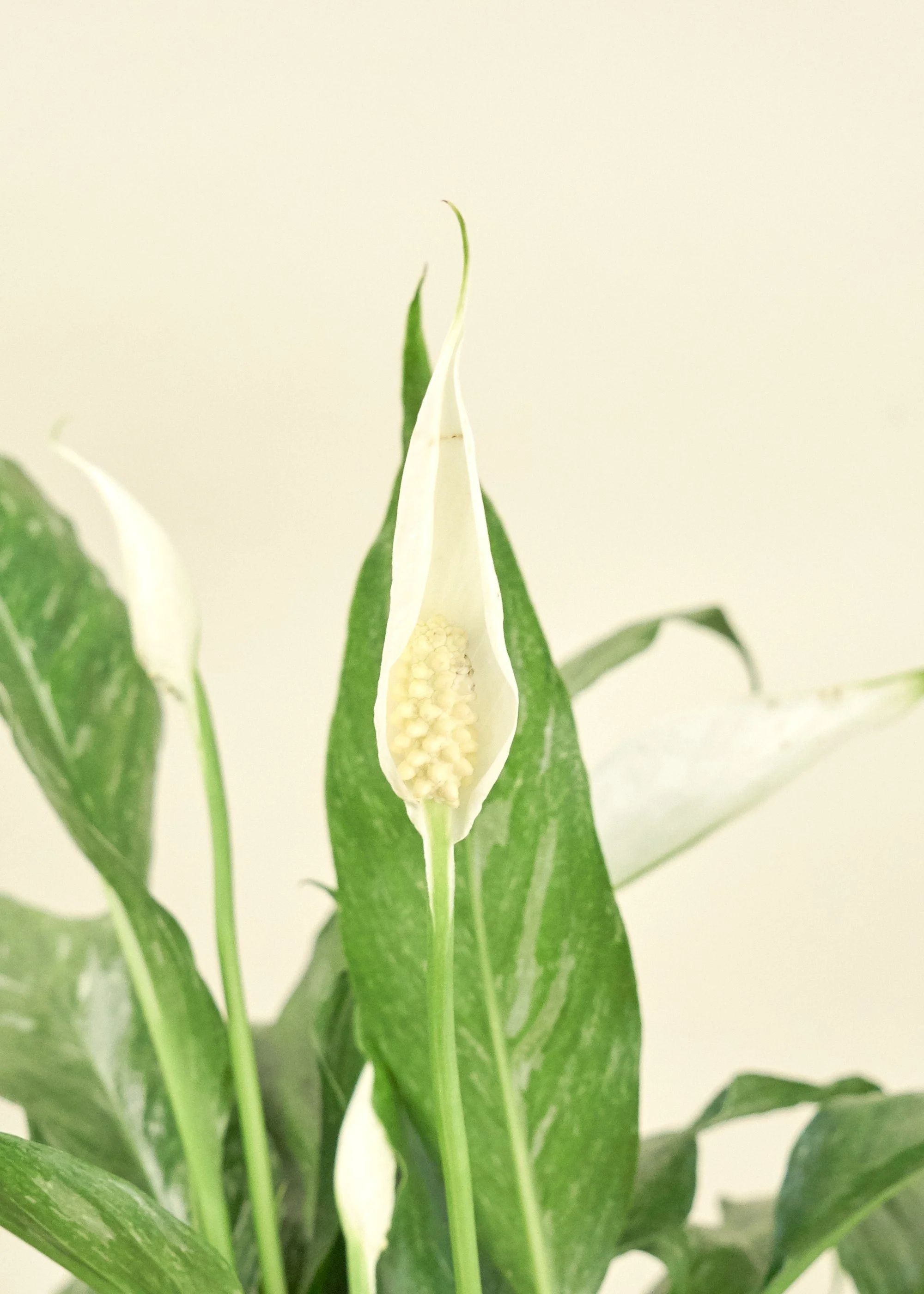 Variegated Peace Lily, Medium - Image 5