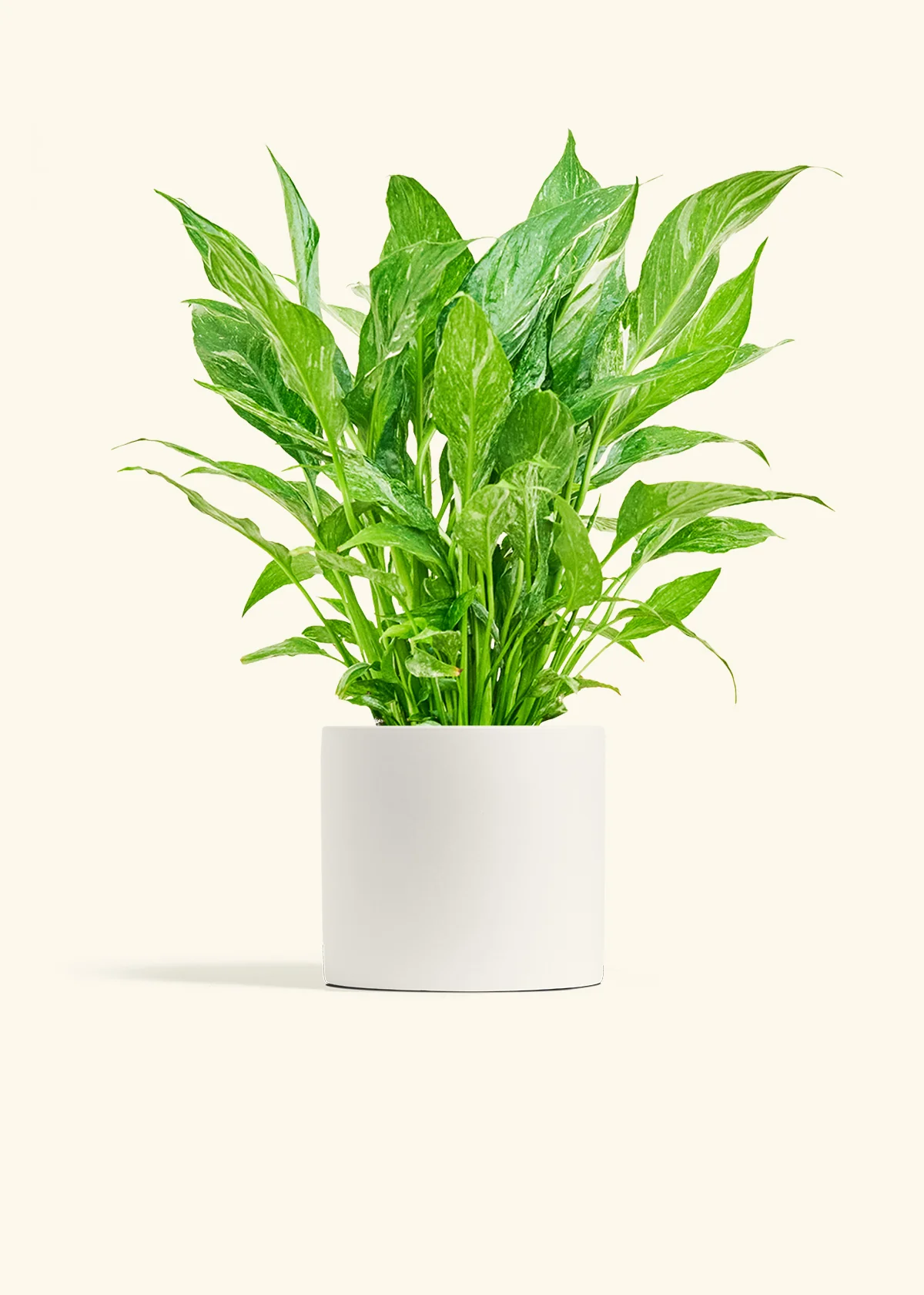 Variegated Peace Lily, Medium - Image 6