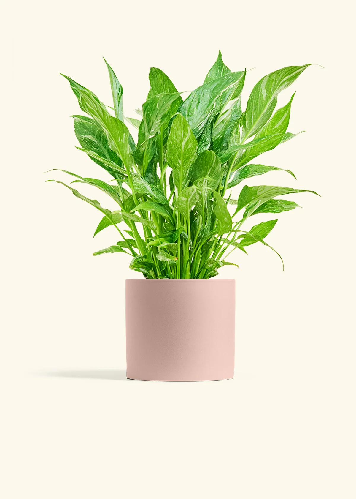 Variegated Peace Lily, Medium - Image 7