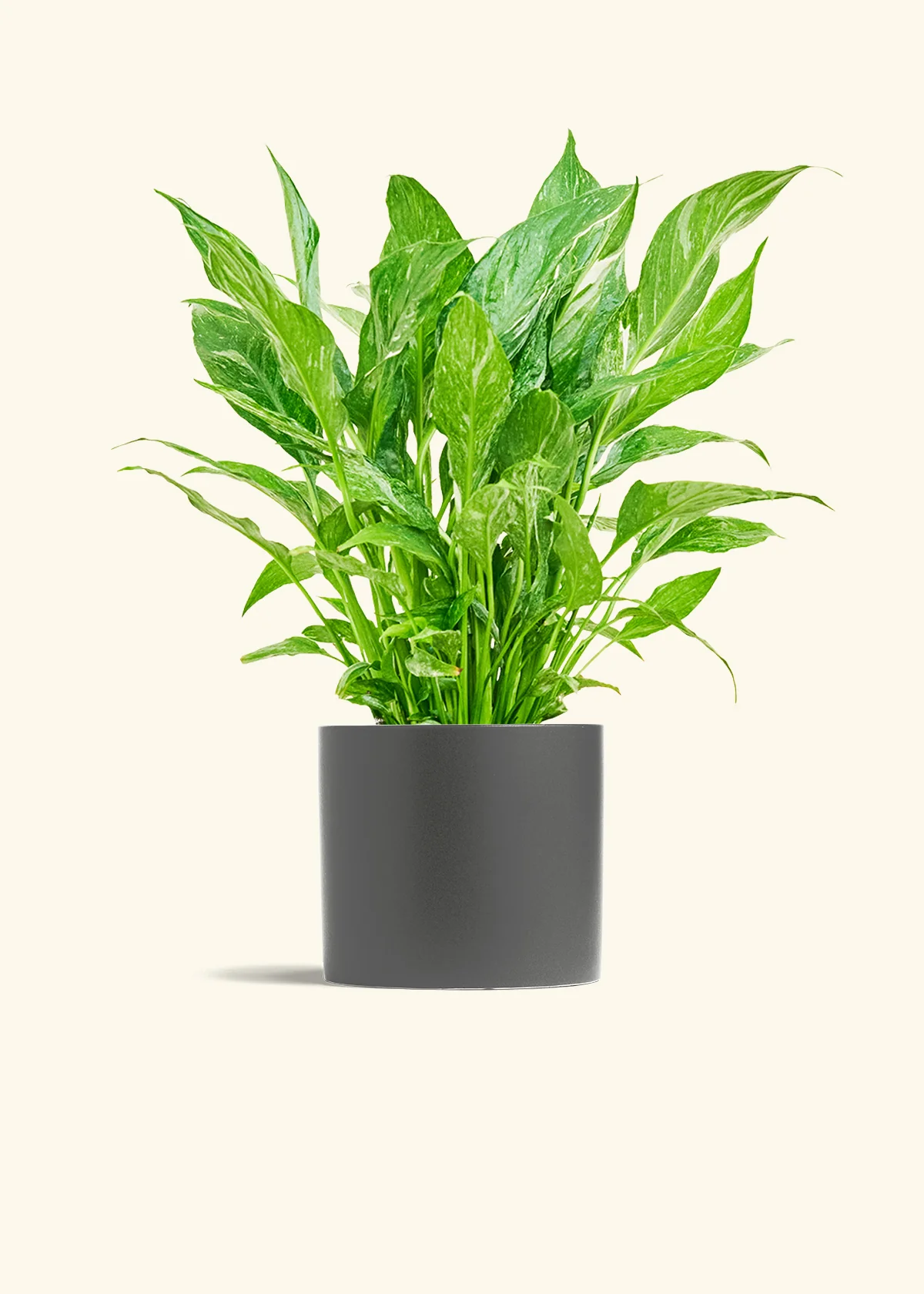 Variegated Peace Lily, Medium - Image 8