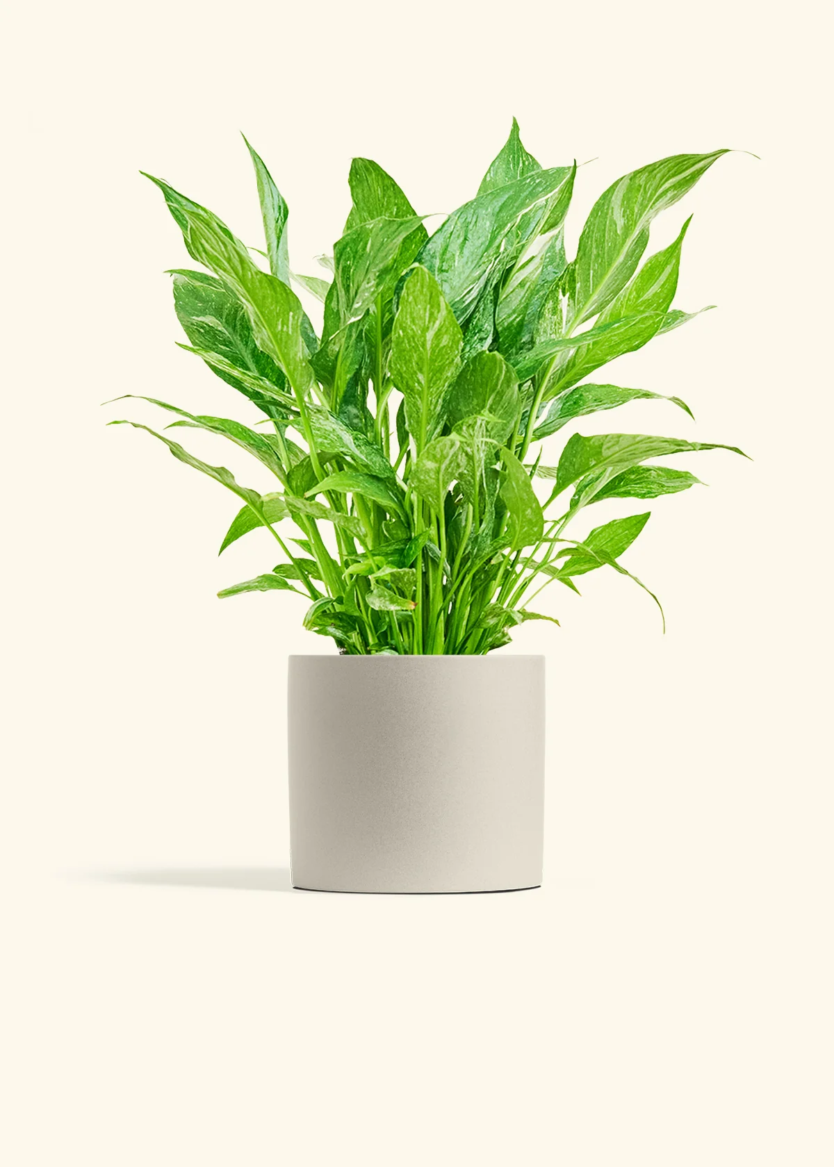 Variegated Peace Lily, Medium - Image 9