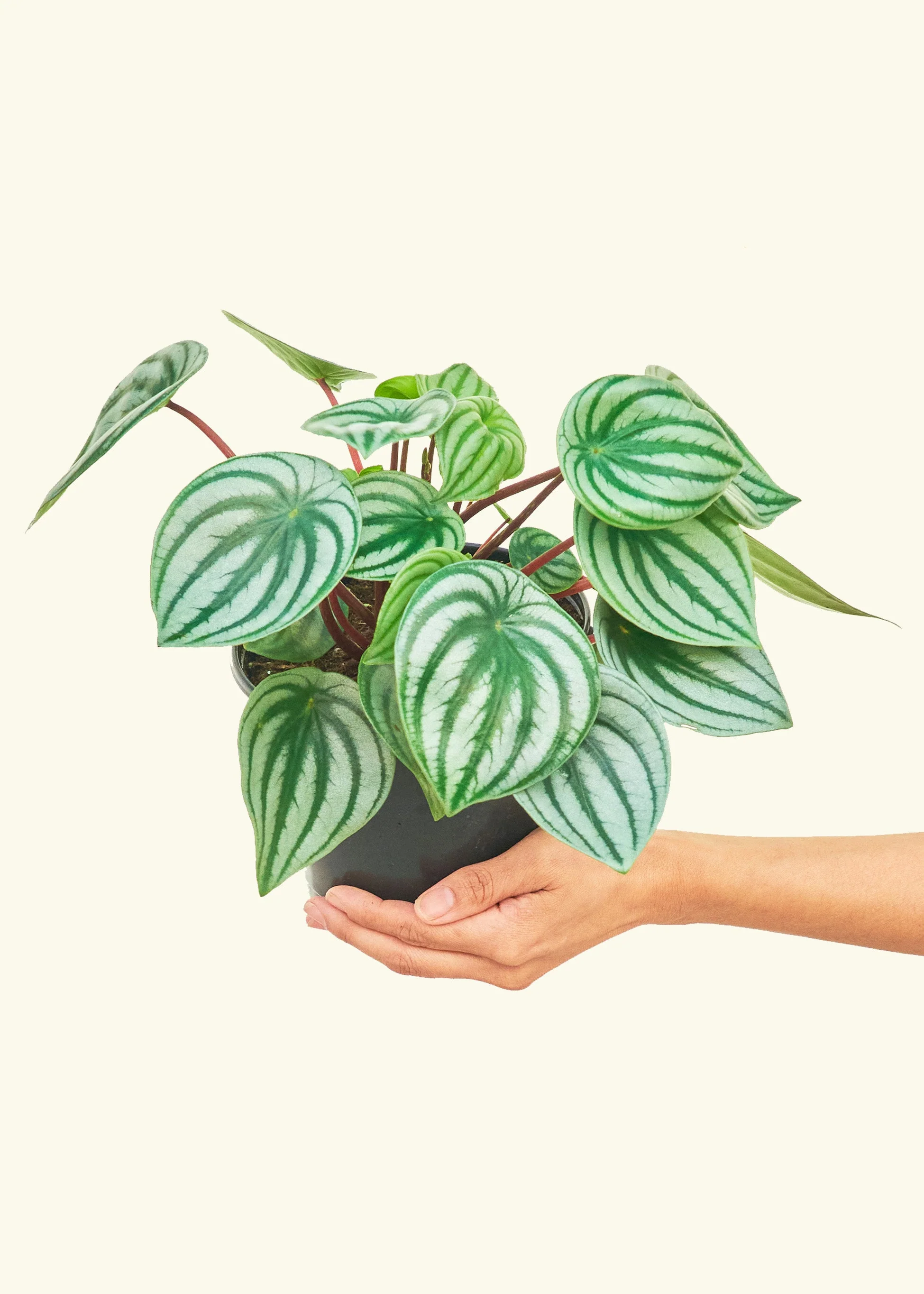 Watermelon Peperomia, Medium - Image 3