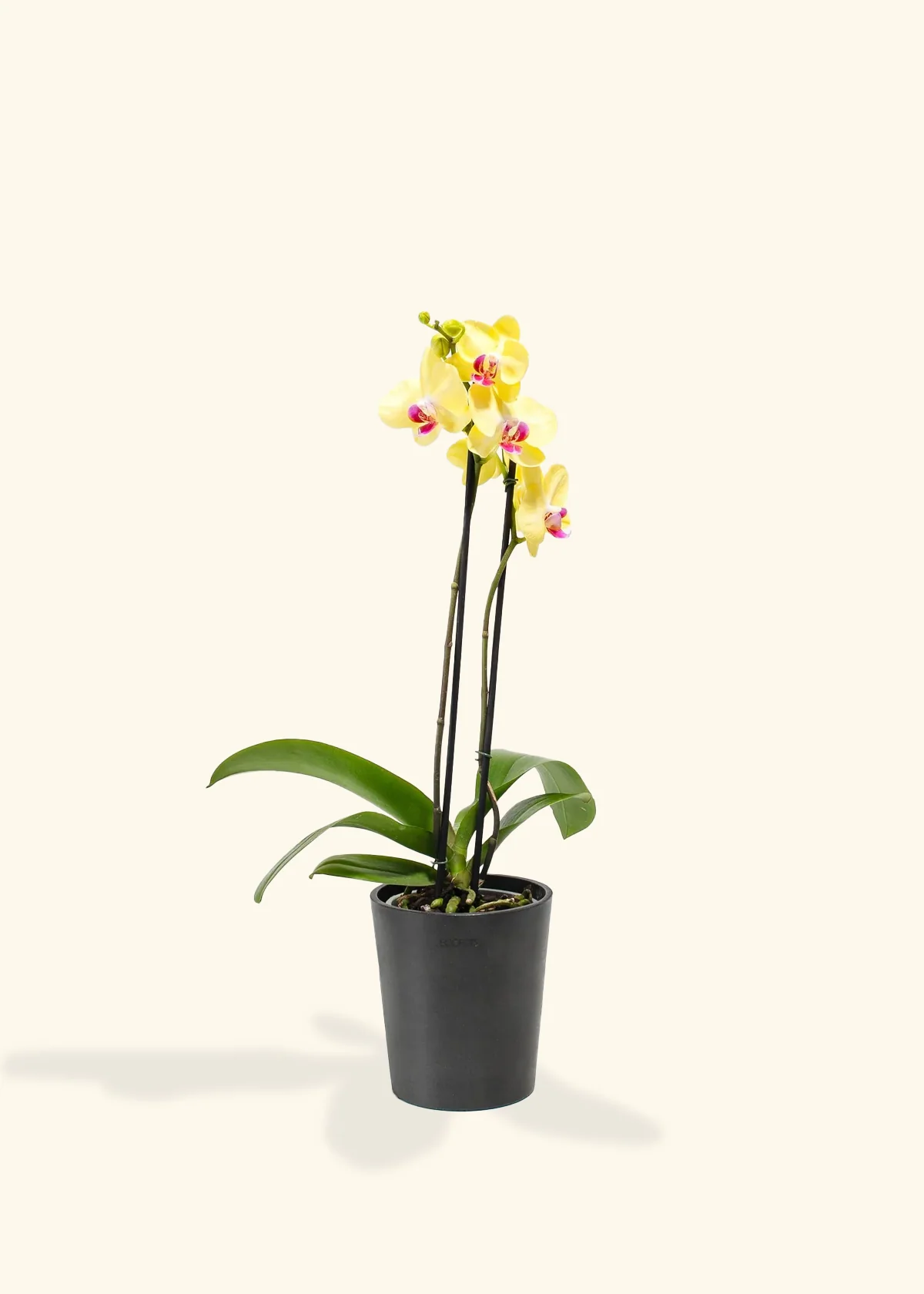 Yellow Orchid, Medium - Image 3