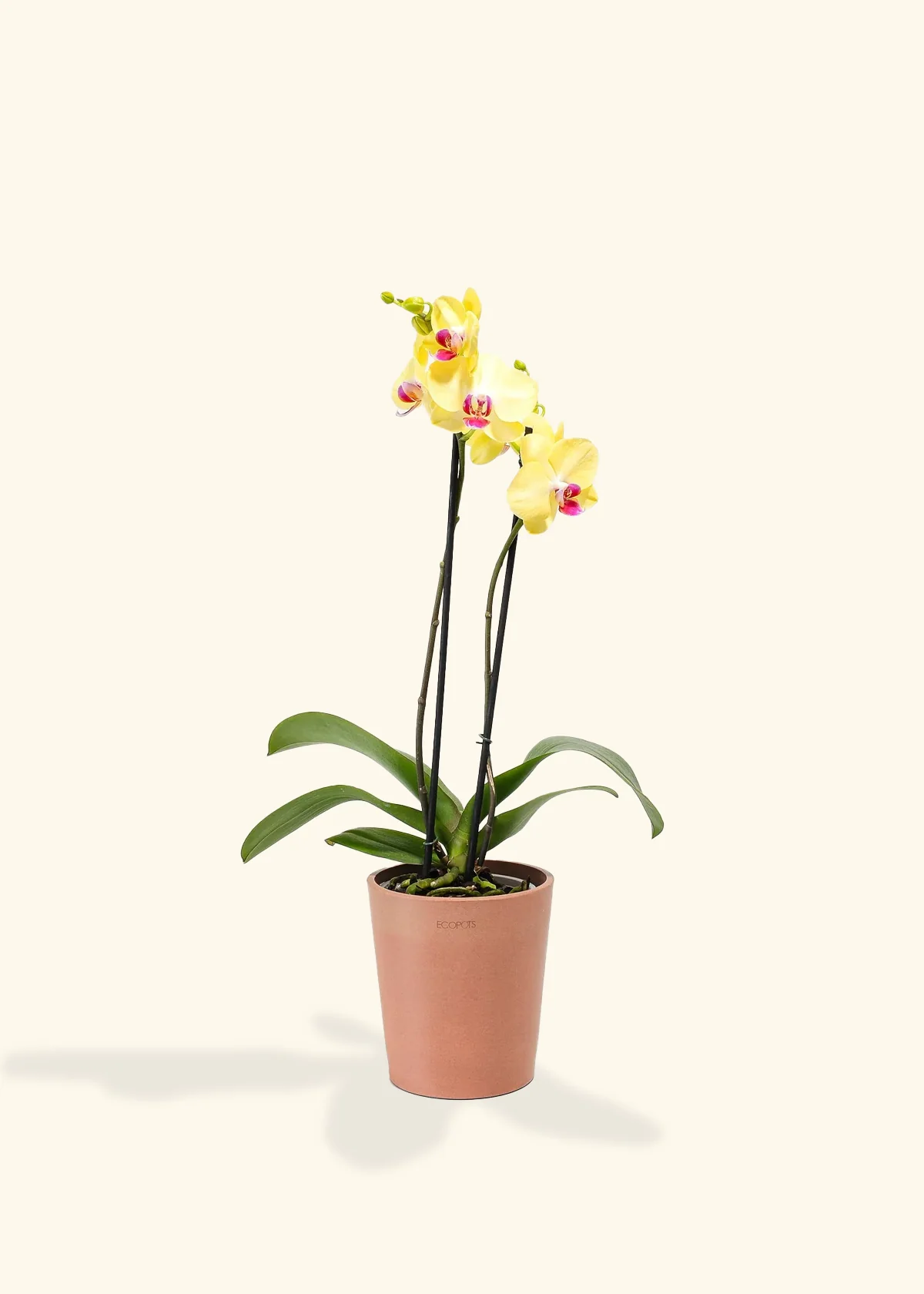 Yellow Orchid, Medium - Image 4