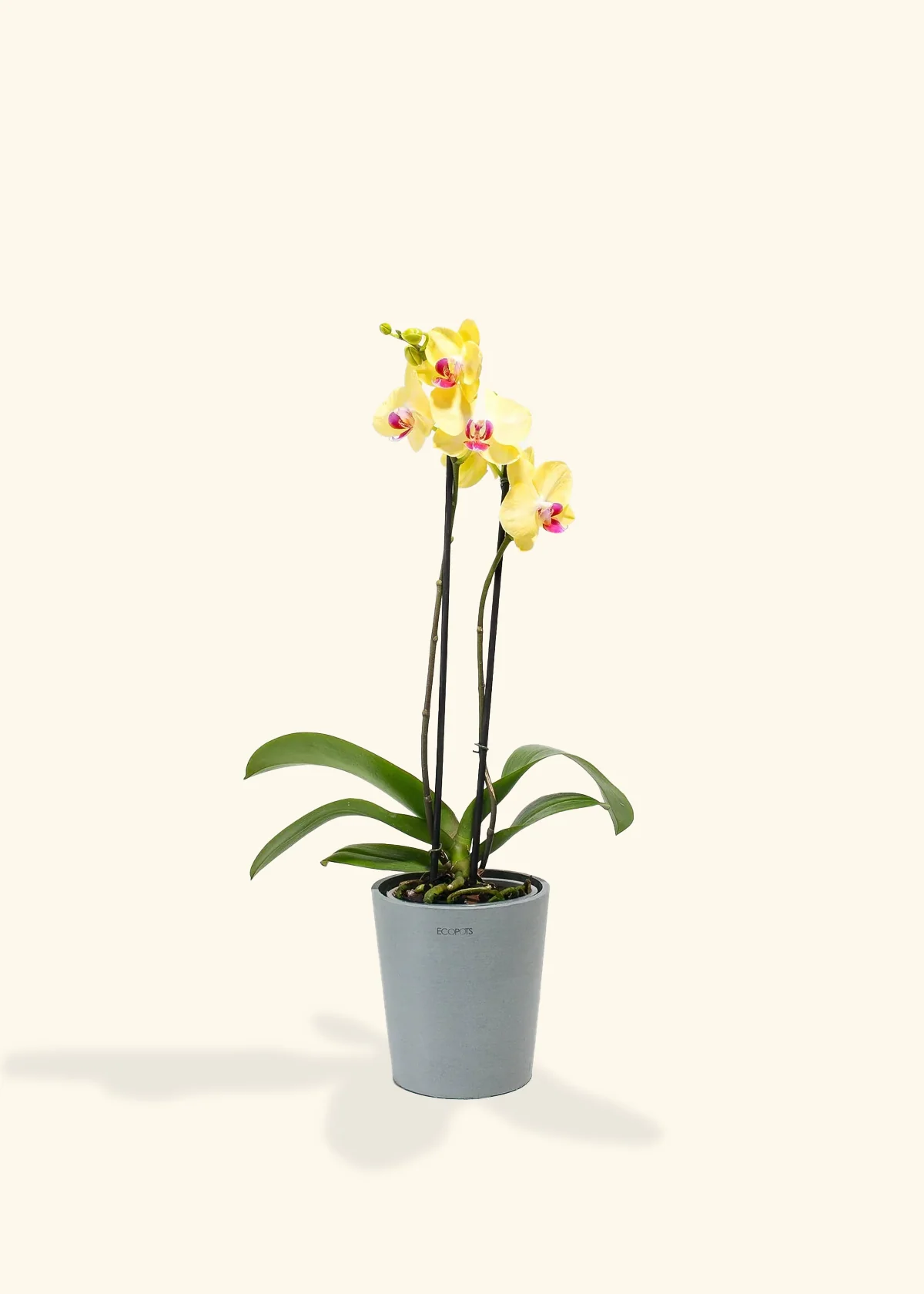 Yellow Orchid, Medium - Image 5