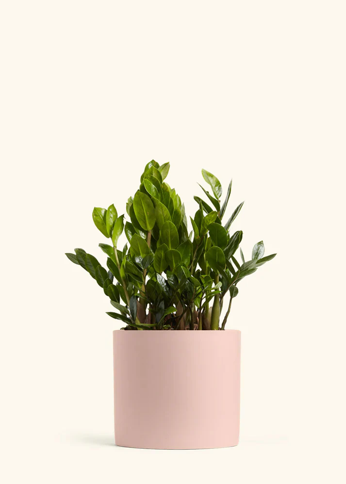 ZZ Plant, XL - Image 3